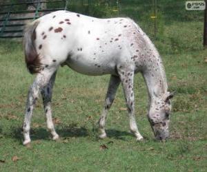 Puzzle Walkaloosa άλογο, καταγωγής Ηνωμένων Πολιτειών